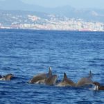 cetacei meliadotursopi a Genova